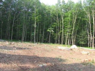 Looking South to septic field beyond stand of trees